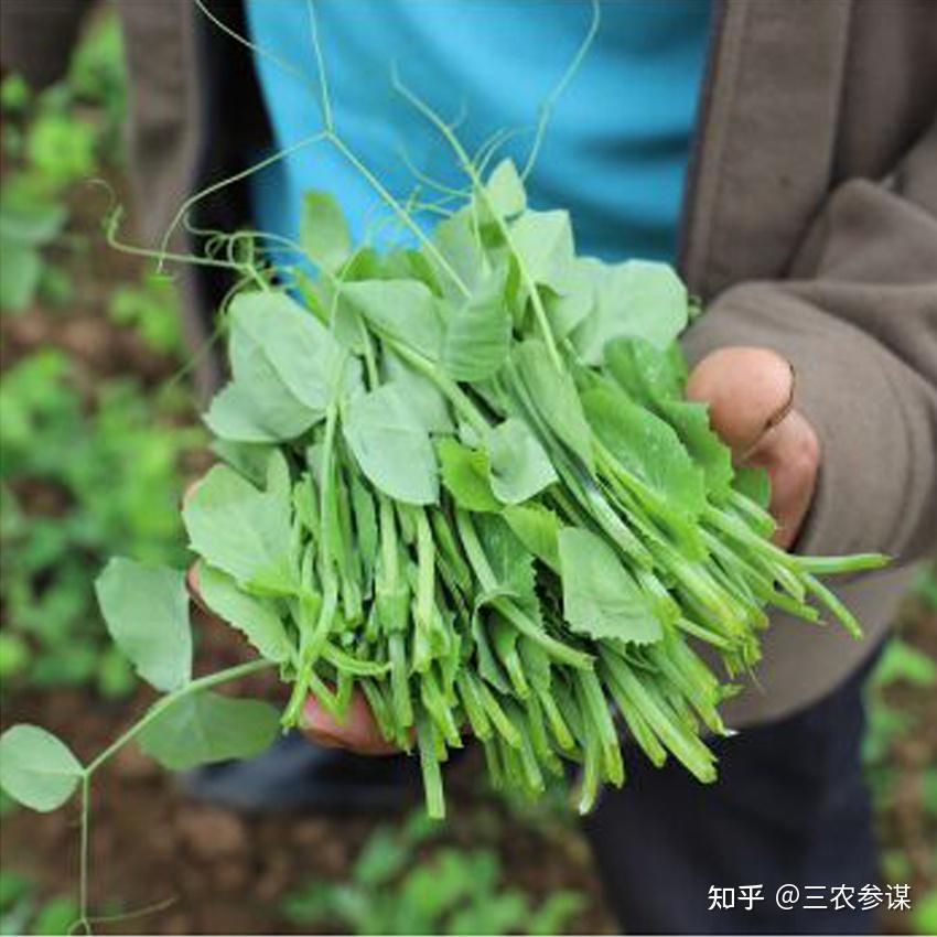 中国传统“五菜”，被称为“最中国的蔬菜”，看看你都吃过吗？ - 知乎