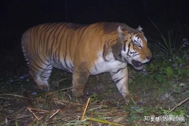 卡齐兰加出名的老虎有哪些?