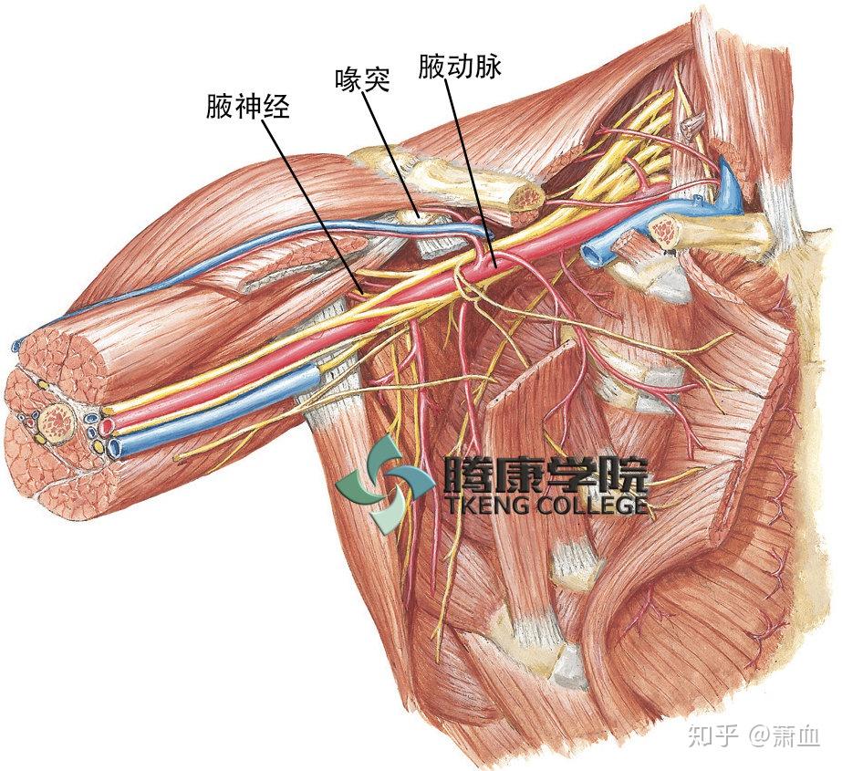 桡神经是臂丛后支发出上肩胛下神经和下肩下神经,胸背神经以及腋神经