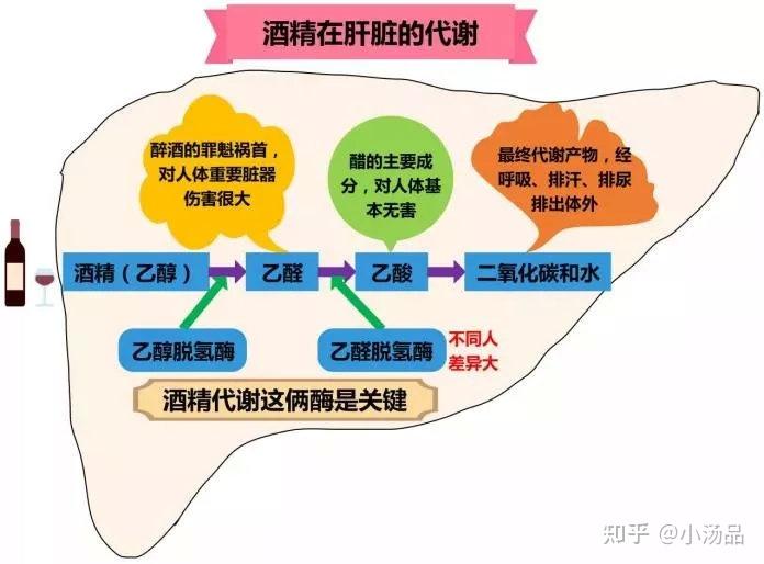 酒精代谢过程 zhuanlan.zhihu.com