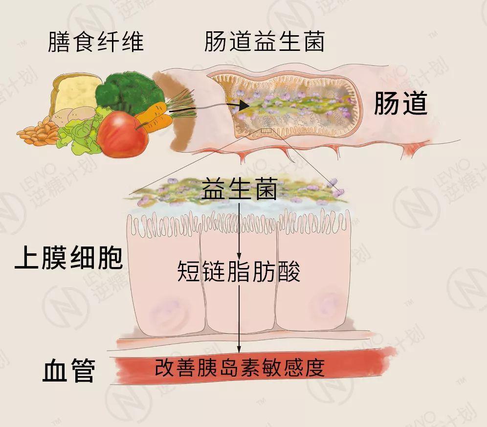 糖类的消化过程示意图图片