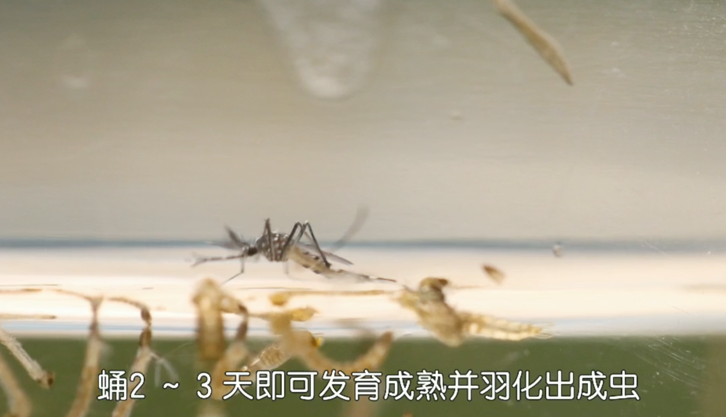 深度剖析蚊子微结构 | 肉眼如何分辨蚊子公母? - 知乎