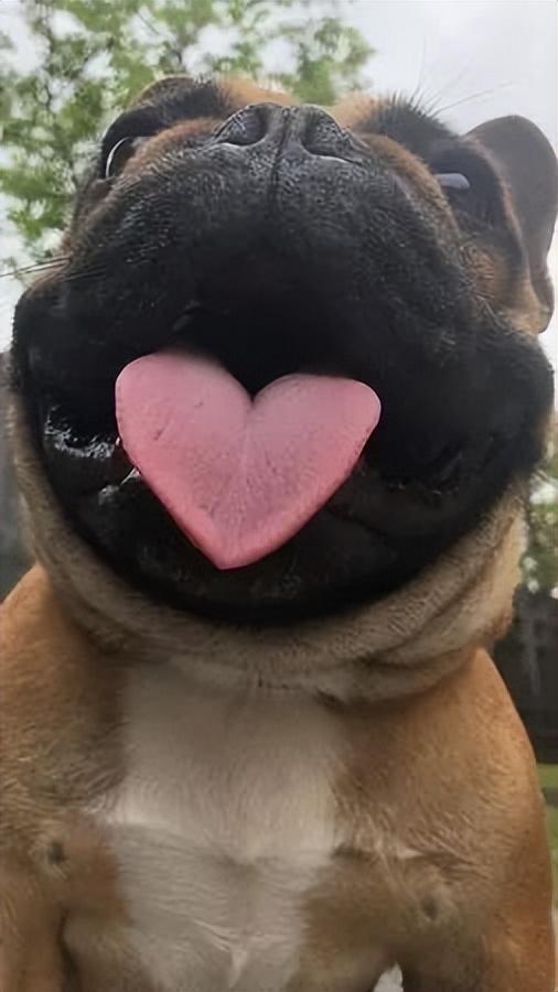 主人帮斗牛犬拍照没想到它一张嘴连舌头都带爱心