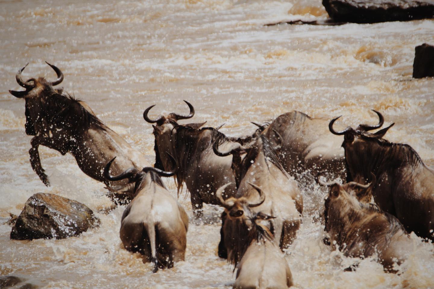 追逐角马迁徙的足迹——非洲的肯尼亚之旅 - 知乎