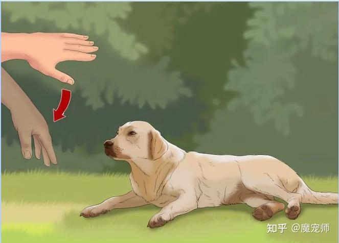 如何训练狗狗 - 知乎