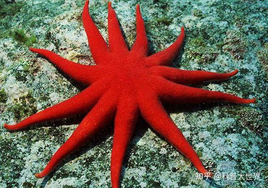 海星入侵胶州湾数量多到数不清群体规模如同蝗虫哪来的