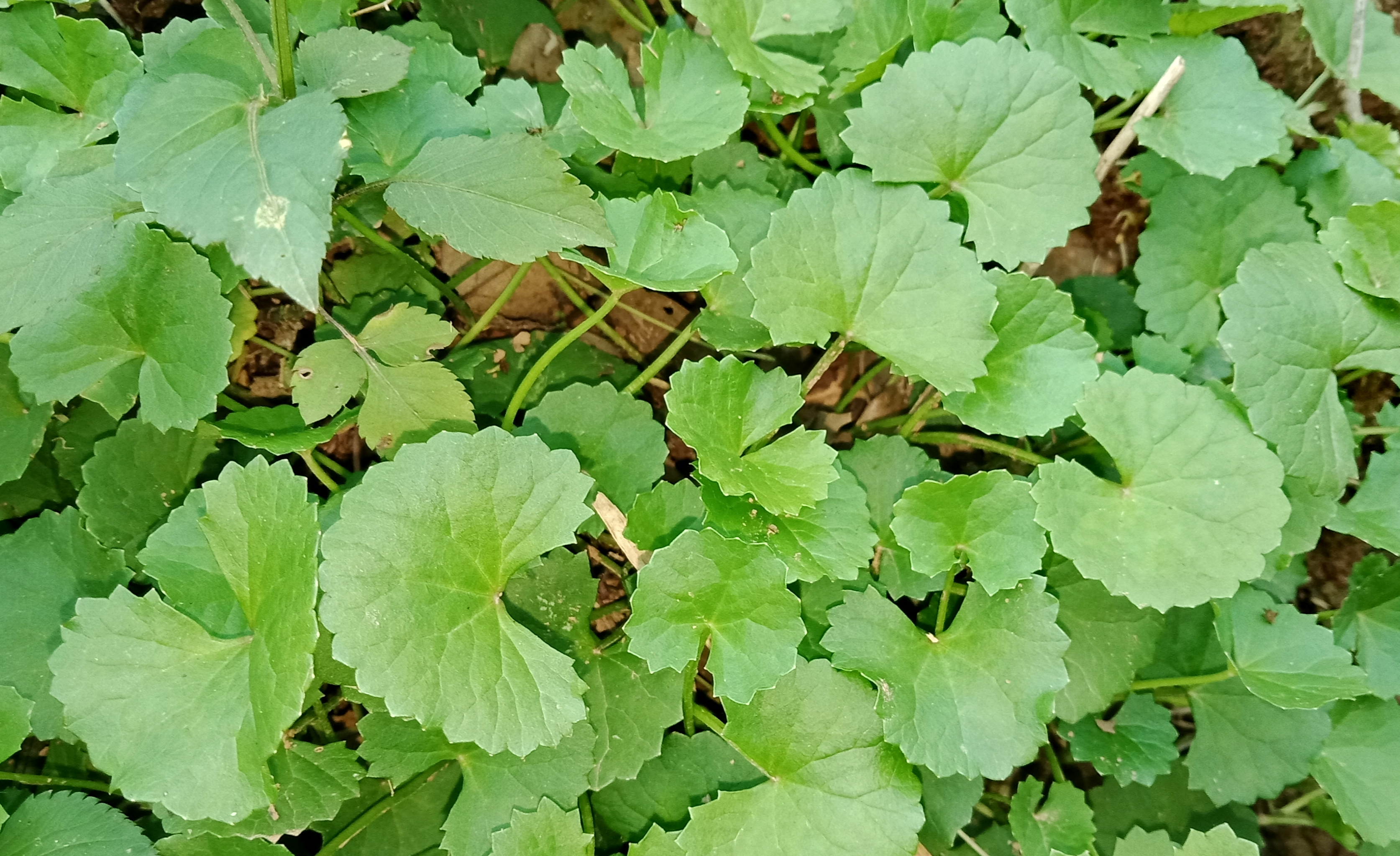这种植物叶子可以炸着吃,香酥脆爽,可当零食,你也试试吧
