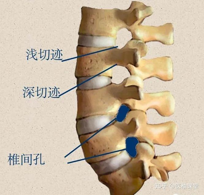 脊柱超详细解剖,高清图文版 - 知乎