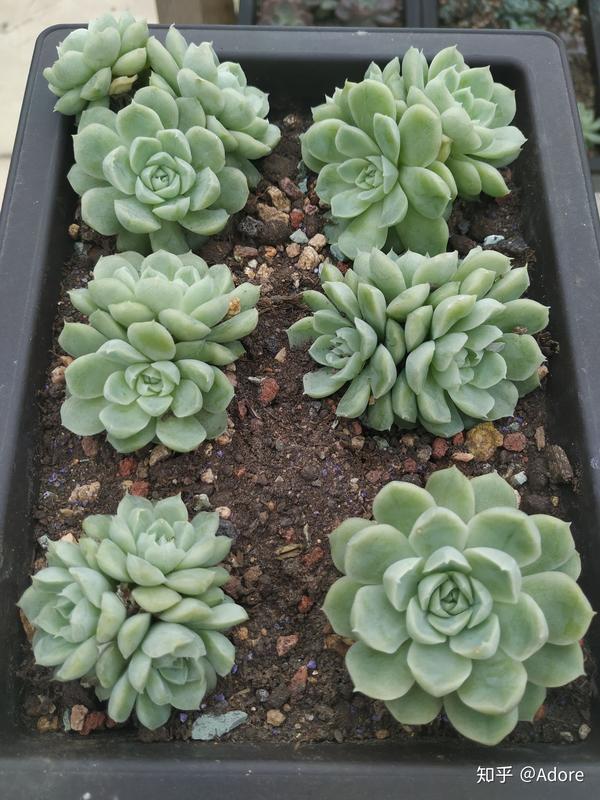 常见多肉植物品种图鉴 甜嘟嘟