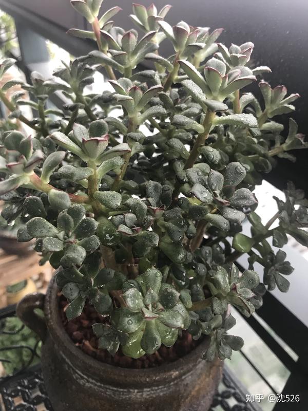 酥皮鸭种成菜,就问你们还有谁?