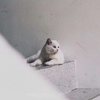 断渡海