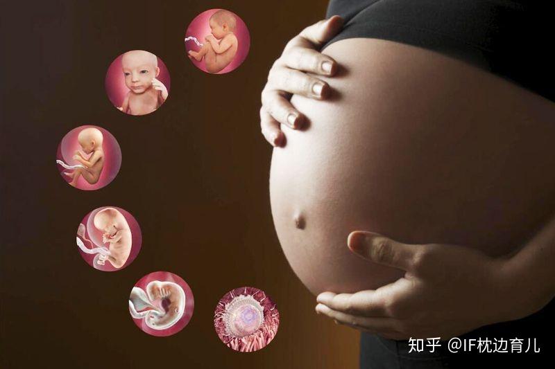 几周胎儿就稳定了 v2-bd4ef81e9df5f26f96c1339b609695cf_r.jpg