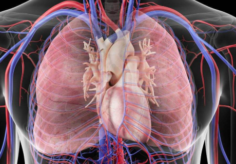 心跳背后的大boss浅谈胸腹式呼吸基石系列一