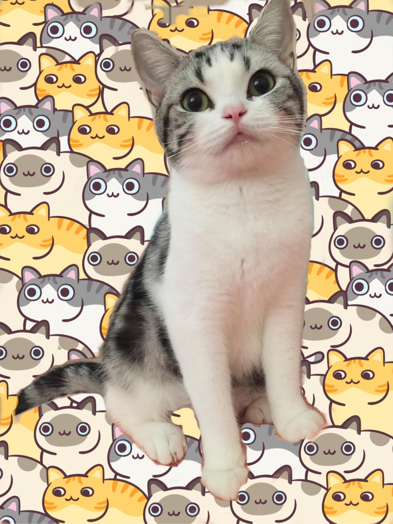 猫知道自己长得好看吗?