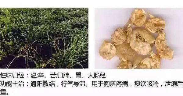 500余种中草药图  第230张