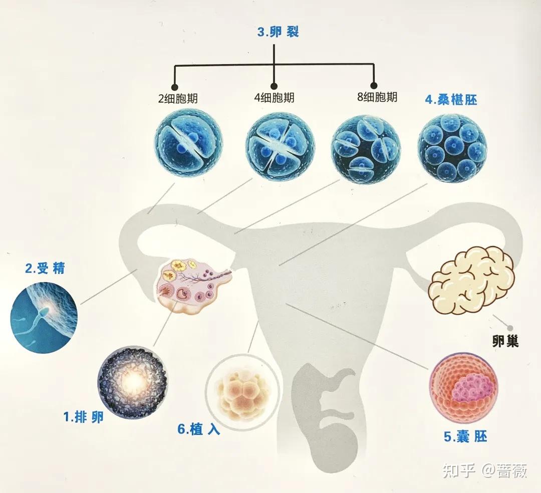 受精卵是形成人体的第一个细胞,由此可见,细胞跟人体的发育和健康有着