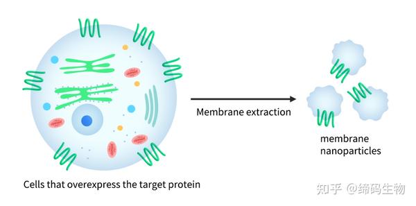 5大全长膜蛋白平台跨越全长蛋白表达的障碍 知乎
