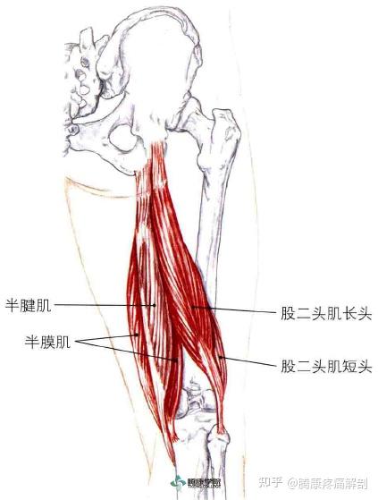 两个不影响下背部的腘绳肌拉伸方法