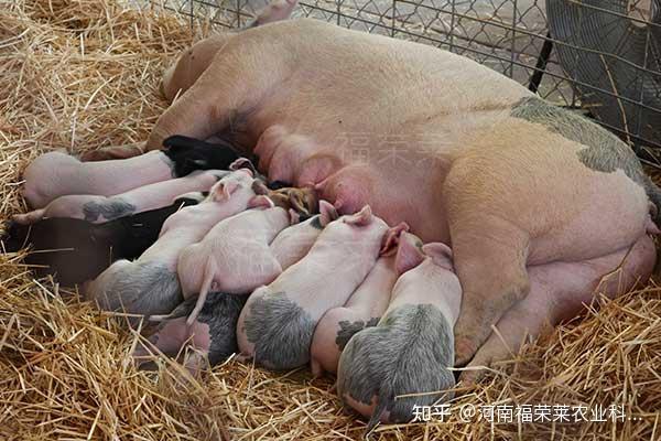 使用猪用b超检测母猪妊娠状况