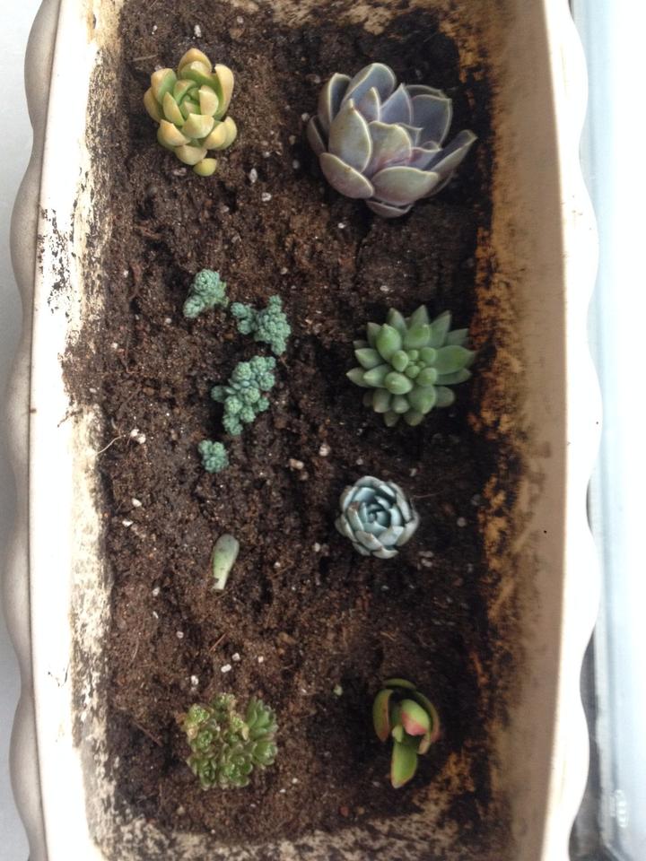 低成本室内多肉补光 知乎