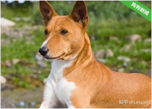 巴辛吉犬的历史和面貌 巴辛吉犬照片 双偶网