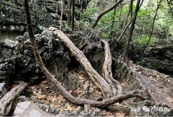 黄果树大瀑布细品-黄果树的瀑布短文答案