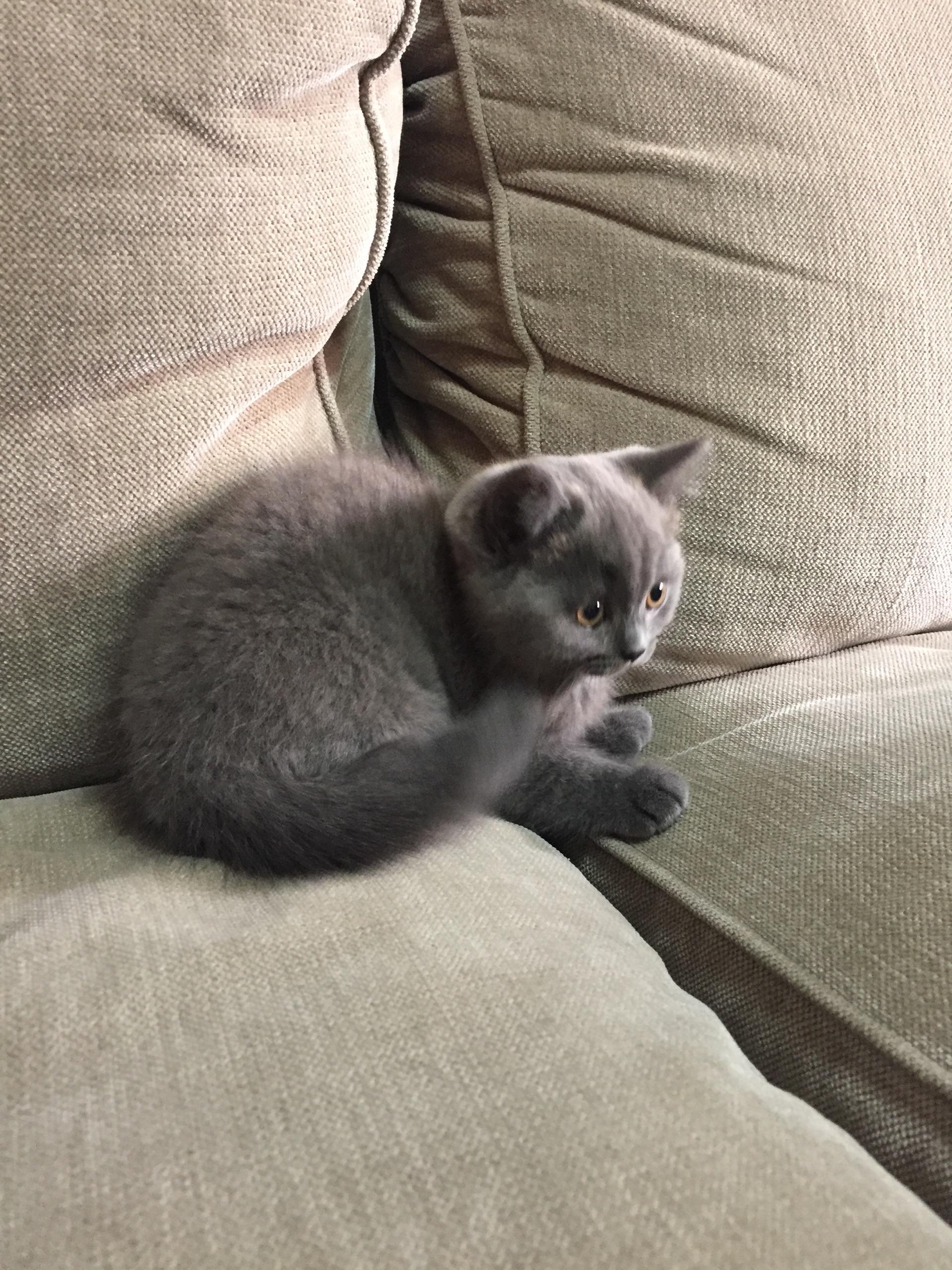 我的蓝猫angelakoko