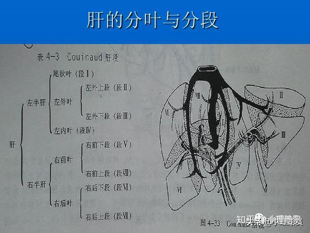肝脏解剖分段图片