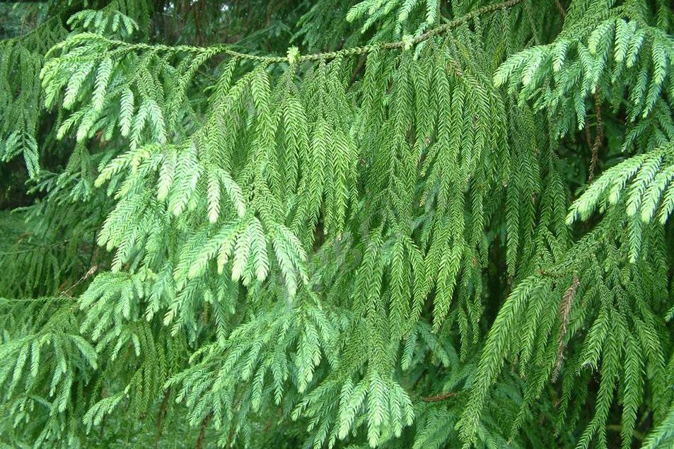 材用价值高的易危植物——台湾杉 - 知乎
