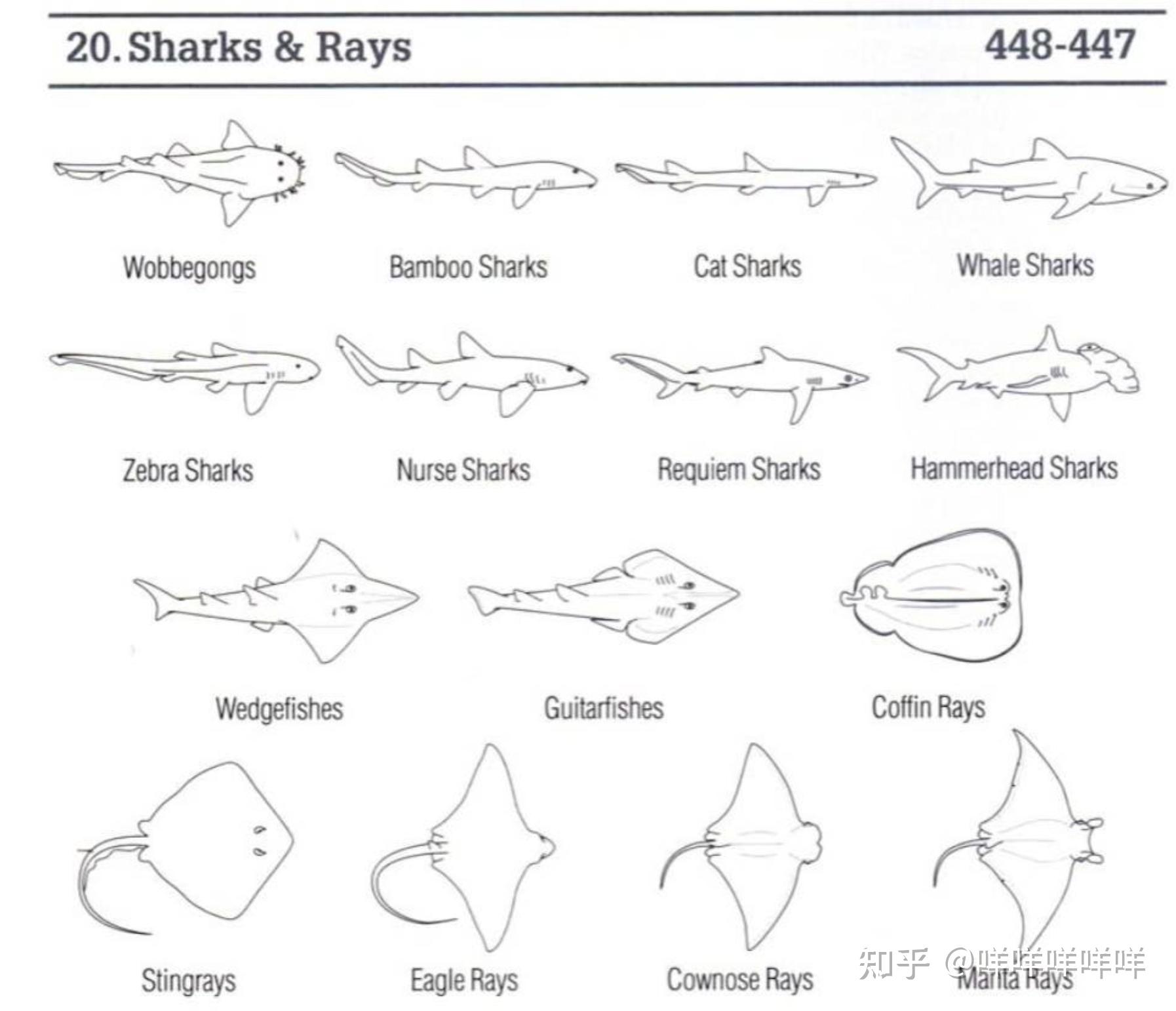 鲨鱼&amp;amp;鳐鱼虎鲨 竹鲨类(灰斑竹鲨) 猫鲨类 鲸鲨类豹纹鲨