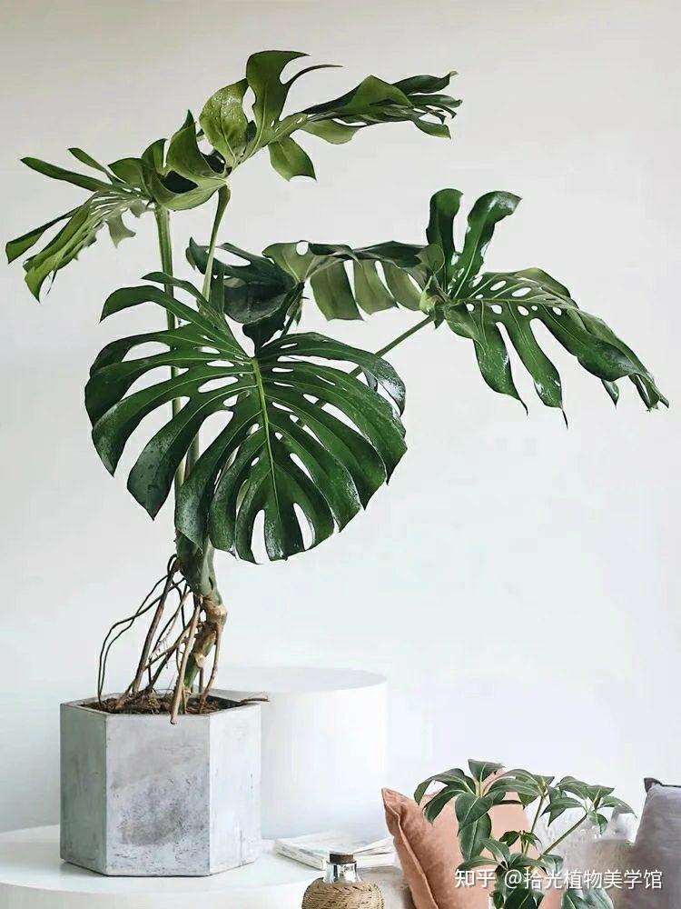 网红植物龟背竹的种植养护及注意事项