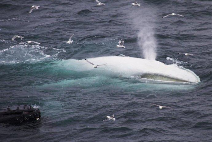 伍尔夫白鲸图片