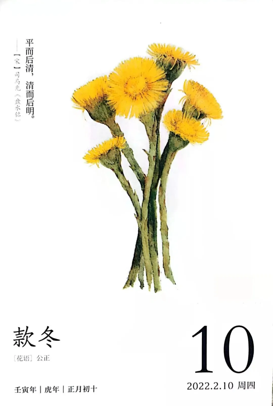 款冬你可能没听过但大名鼎鼎的蜜炼川贝枇杷膏你一定不陌生