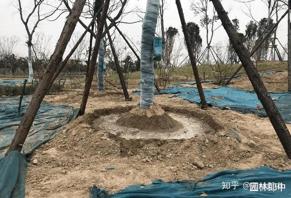 苗木移植之后,先搭支撑好,还是先浇水好? - 知乎