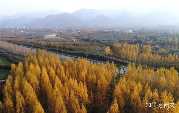 西安周末去哪儿玩: 秋季西安的环山路,杨树林绚丽斑斓