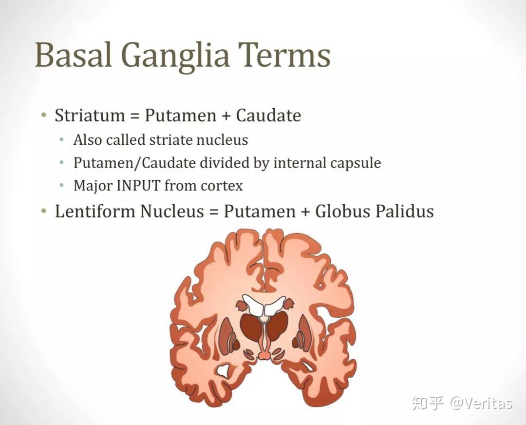 caudatenucleus图片