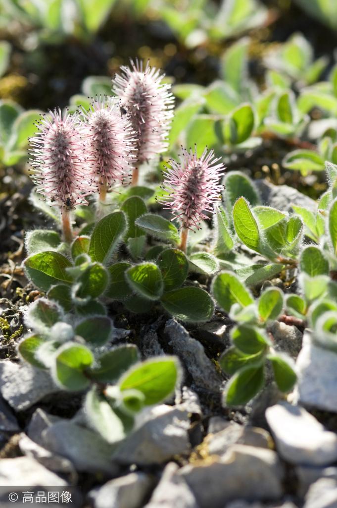 在北极,不止冰雪,还有一种3厘米的"参天大树"