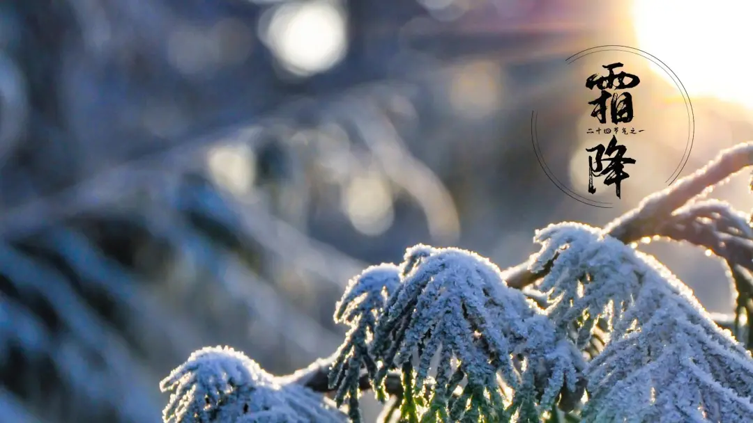 今日霜降丨岁月渐落霜华人间安然无恙