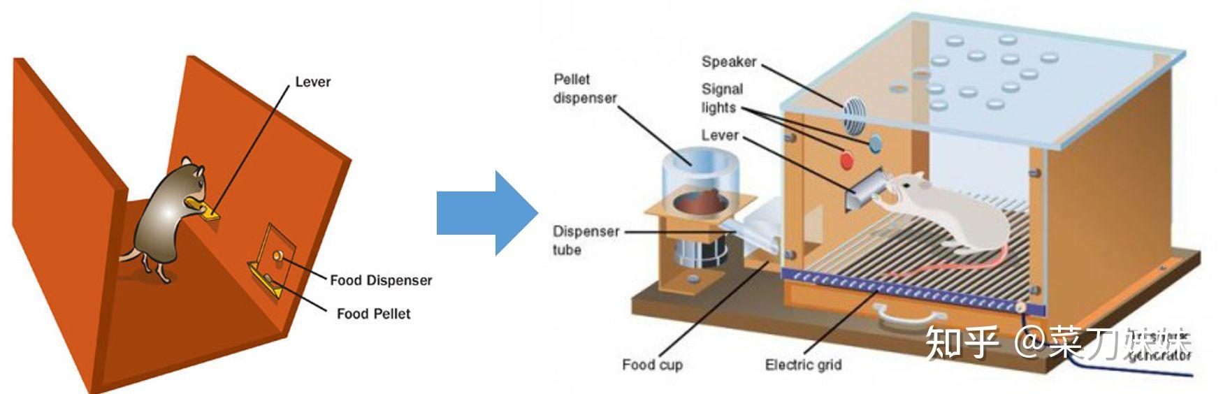 但他的动物实验法却对后世产生了极大的启发,三十年后 "斯金纳箱"的