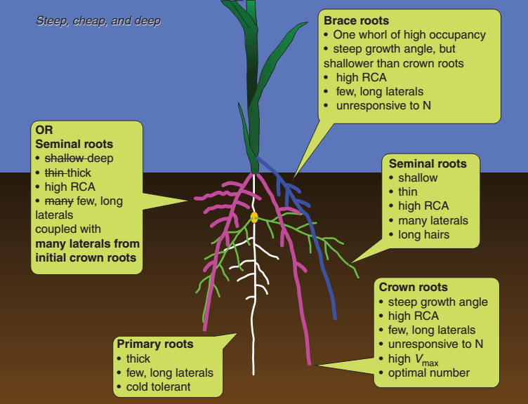 植物根系发育对矿质营养及水分的响应