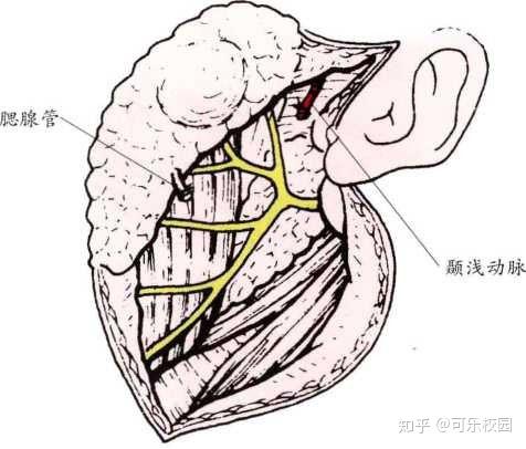 腮腺深浅叶解剖图图片