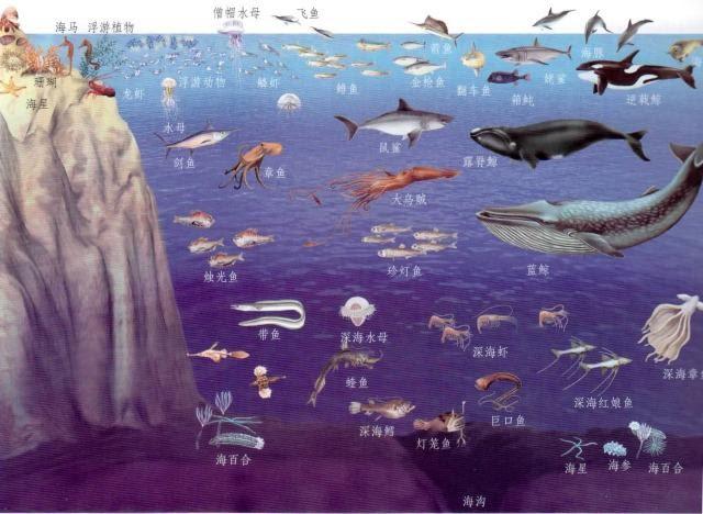 图 2:海洋生物垂直分布图
