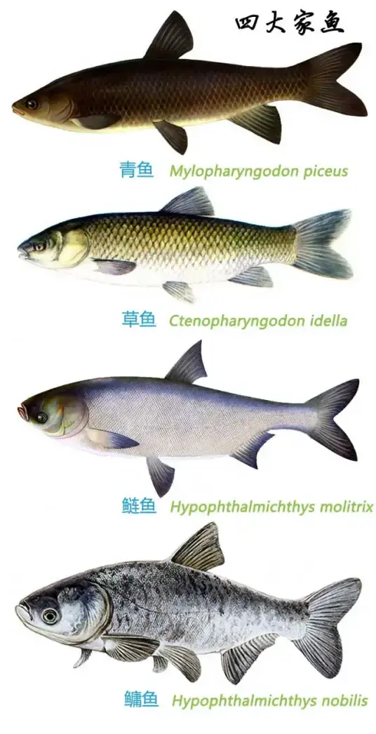 扫一扫看图识鱼鱼类图片