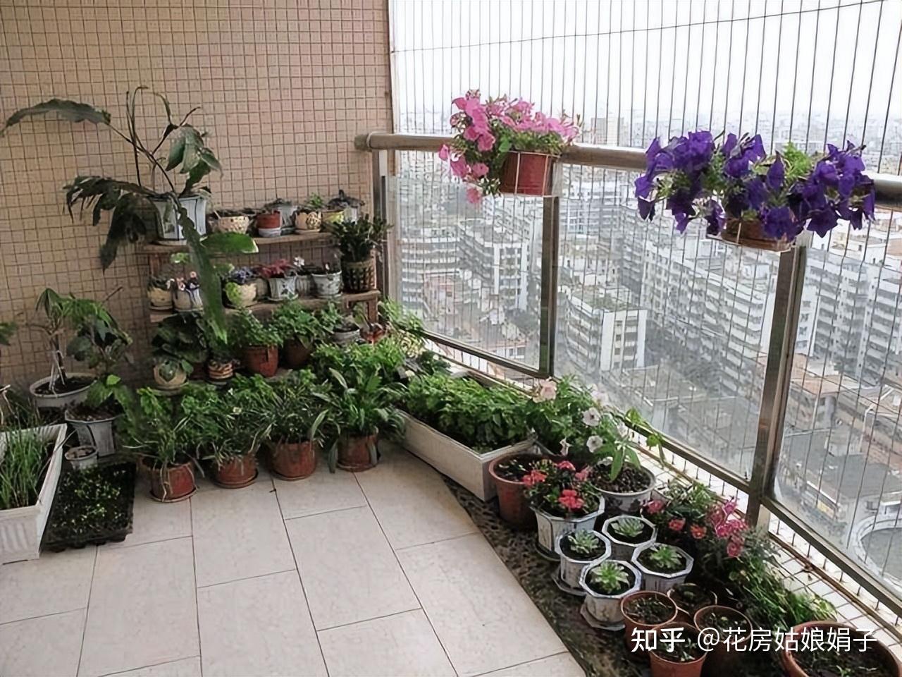 西晒的大阳台怎么种植花草？ - 知乎