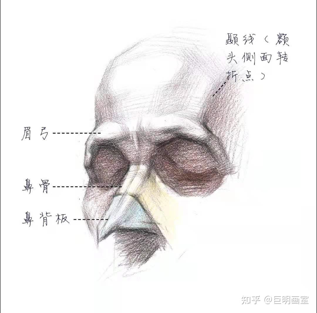 头像知识体块综合解析二