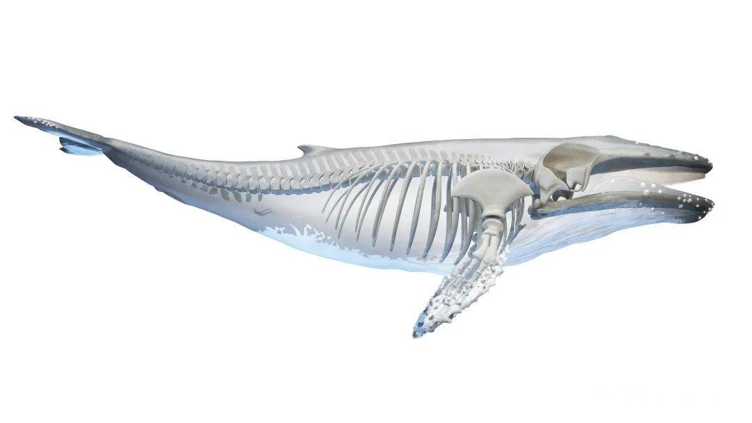 肌肉白鲸图片