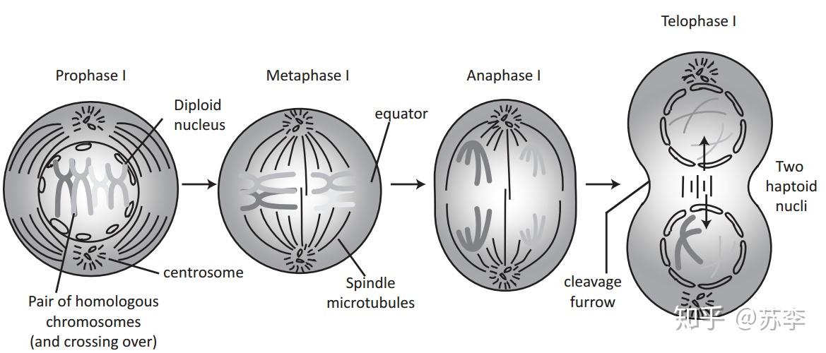 details of meiosis