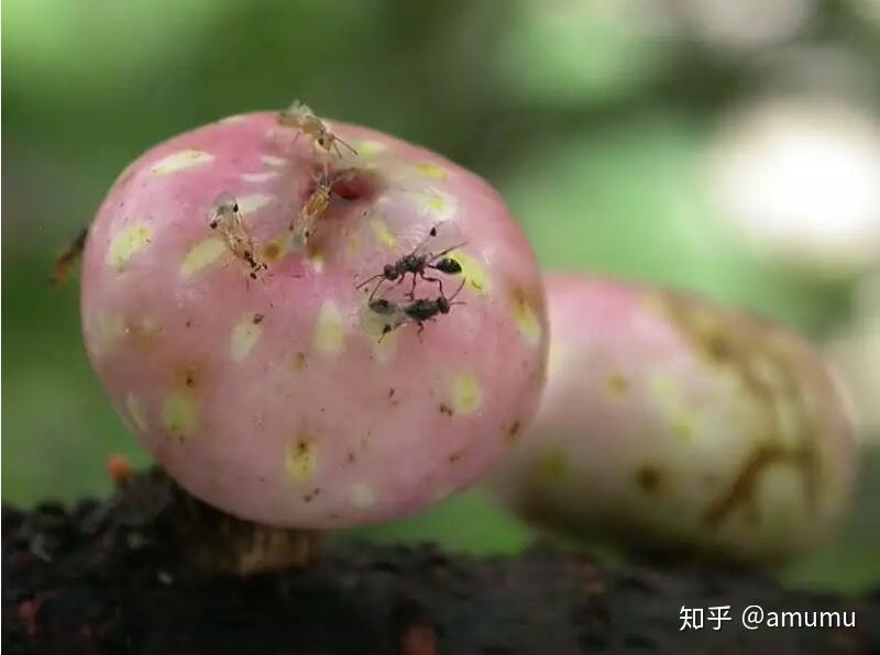 榕树和榕小蜂 - 知乎