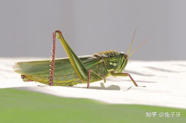 古代遭遇蝗災時為何大家寧願捱餓也不抓蝗蟲吃說了你別不信