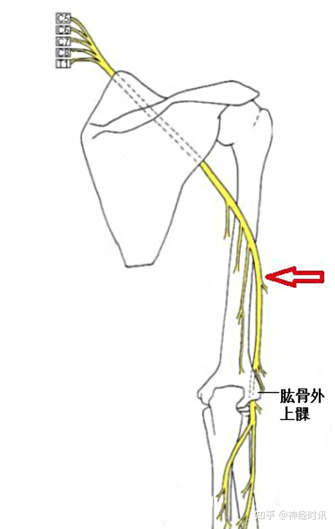 桡神经解剖及相关疾病 — 【经典干货】 - 知乎